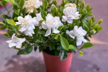 Gardenia plant with white flowers blossoming in a terracotta pot.